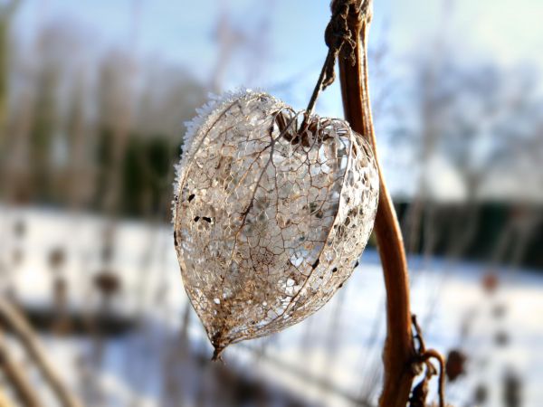 The death of the physalis 